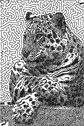 Cheetah Maze