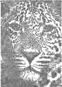 Leopart Maze
