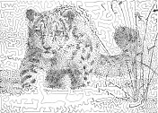 snow leopart cub